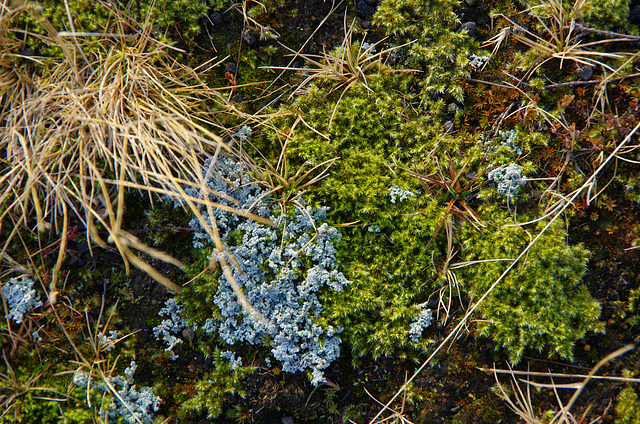 grass, lichen, moss