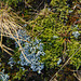 grass, lichen, moss