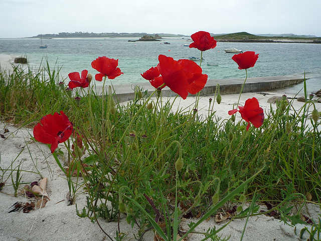 Red poppies