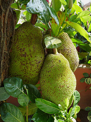 Jack Fruit