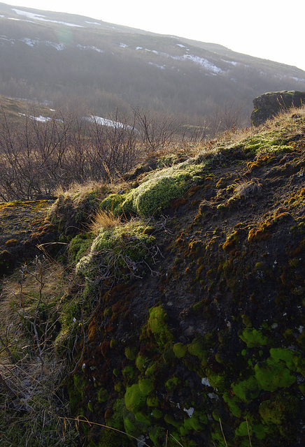 mossy tufts