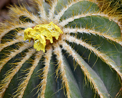 Golden Barrel Cactus – Phipps Conservatory, Pittsburgh, Pennsylvania