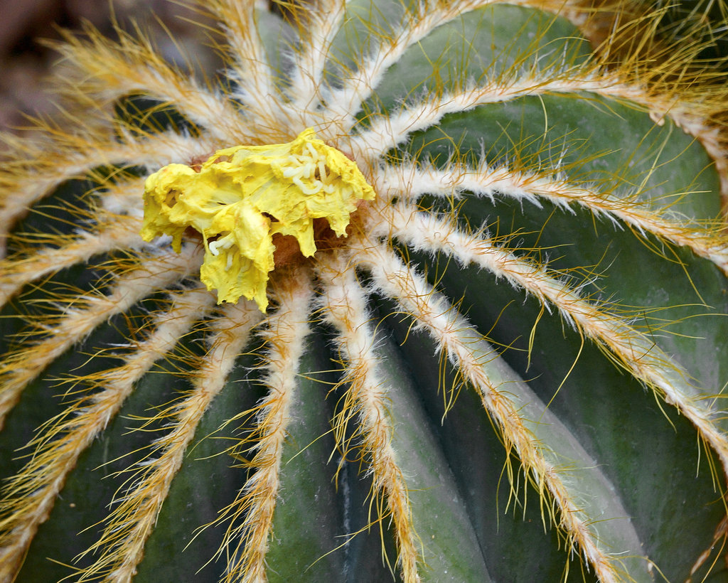 Golden Barrel Cactus – Phipps Conservatory, Pittsburgh, Pennsylvania