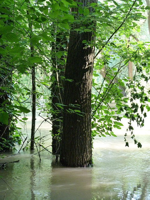 Ich wünsche allen, die weitaus schlimmer vom Hochwasser betroffen sind, viel Kraft und Zuversicht