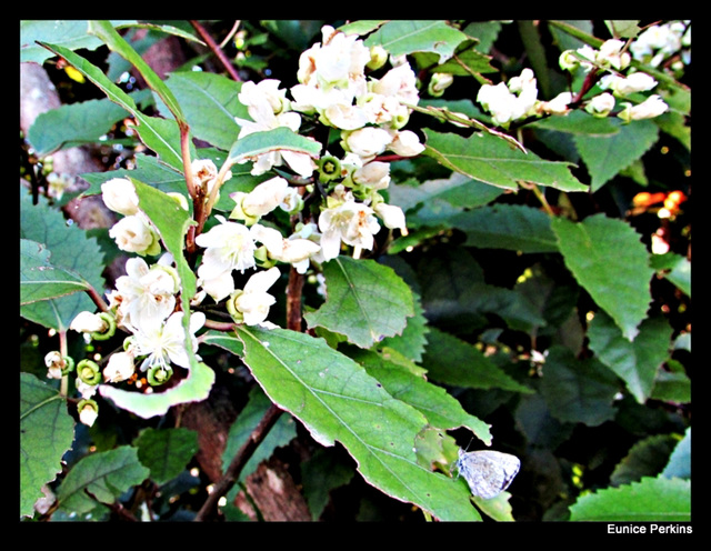 White Blossom With Tiny Butterfly