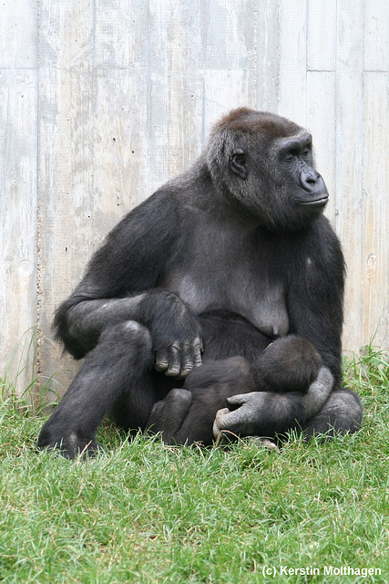 Gorillas im Zoo Heidelberg