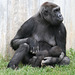 Gorillas im Zoo Heidelberg