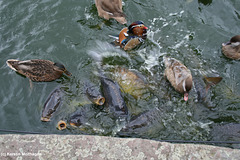 Chaos beim Füttern (Zoo Heidelberg)