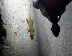 Gecko phototherapy