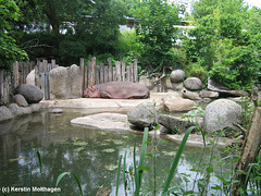 Nilpferd-Außenanlage im Zoo Karlsruhe