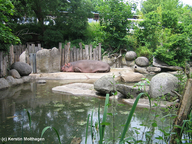 Nilpferd-Außenanlage im Zoo Karlsruhe