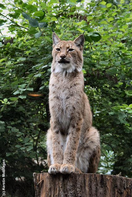 Luchs (Zoo Heidelberg)