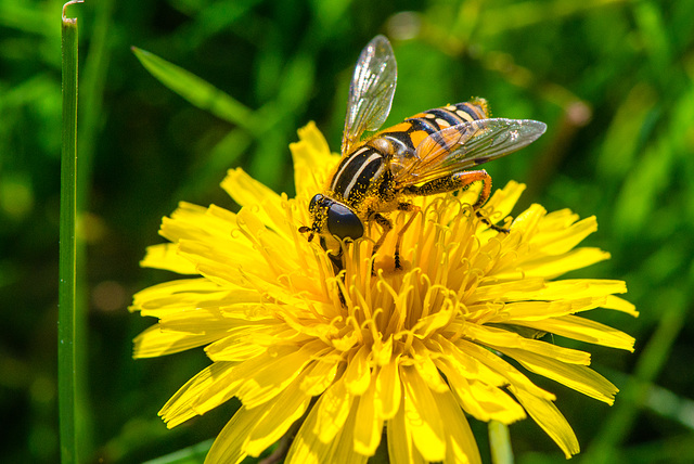 Schwebfliege - 20130517