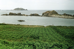 A cultivated field invaded by bracken