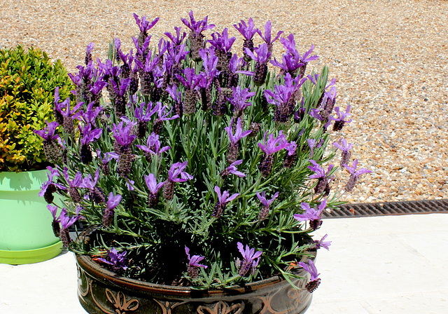 Lavande papillon-Lavandula stoechas (2)