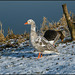 greylag geese in winter