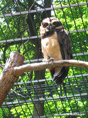 Brillenkauz (Zoo Karlsruhe)