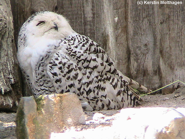 Schnee-Eule (Zoo Karlsruhe)