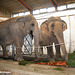 Asiatische Elefanten (Zoo Karlsruhe)