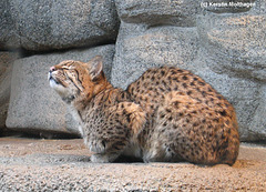 Salzkatze (Zoo Karlsruhe)