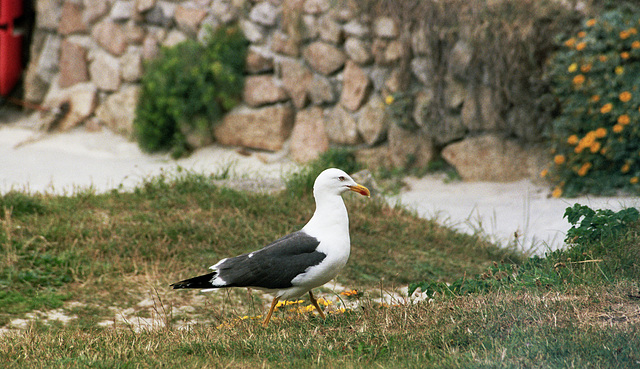 Gull, passant