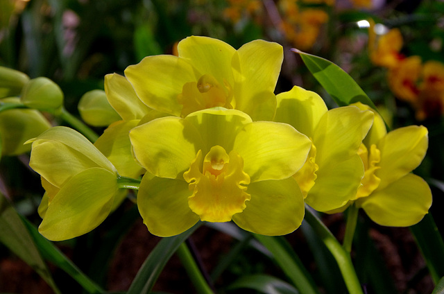 Cymbidium hybrid