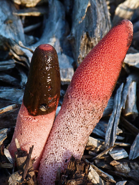 Stinkhorn fungi