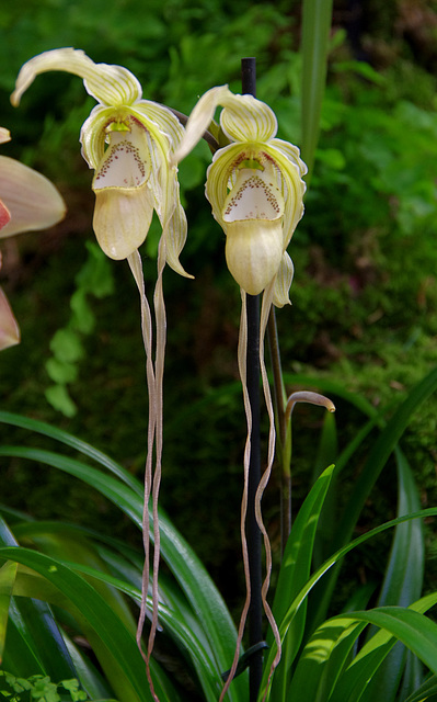 Phragmipedium