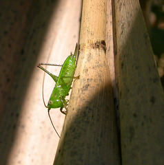 july-29-baby-katydid