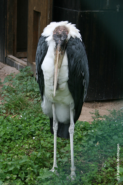 Marabu (Zoo Heidelberg)