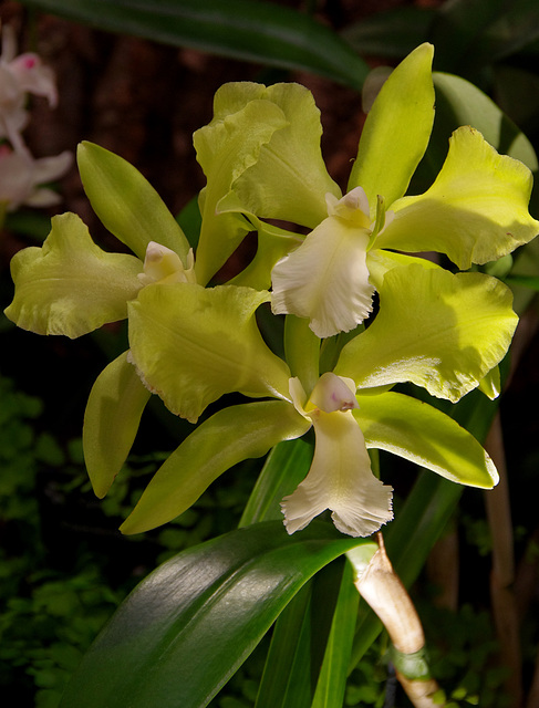 Rhyncholaeliocattleya 'Green Dragon'