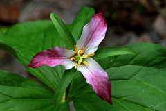 Western Trillium