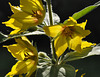 Lysimachia punctata  Yellow Loosestrife-DSC 7230