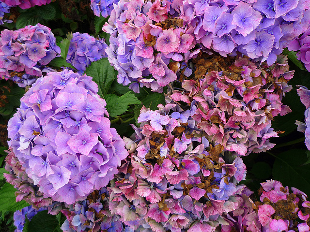 Late hydrangea