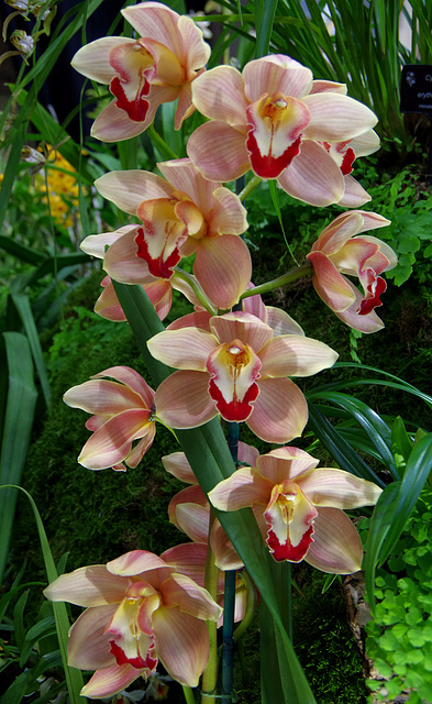 Cymbidium hybrid