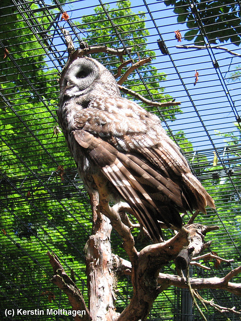 Bartkauz I (Zoo Karlsruhe)