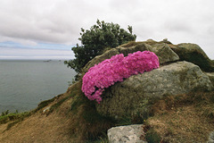 Pink Lampranthus