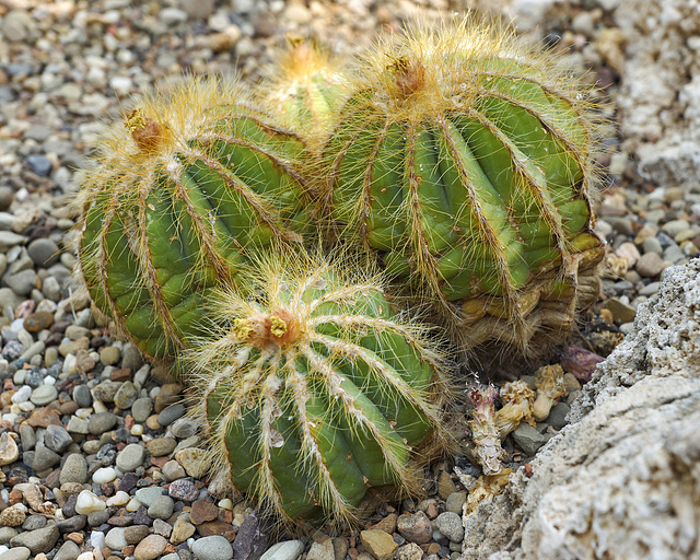 Golden Barrel Cacti – Phipps Conservatory, Pittsburgh, Pennsylvania