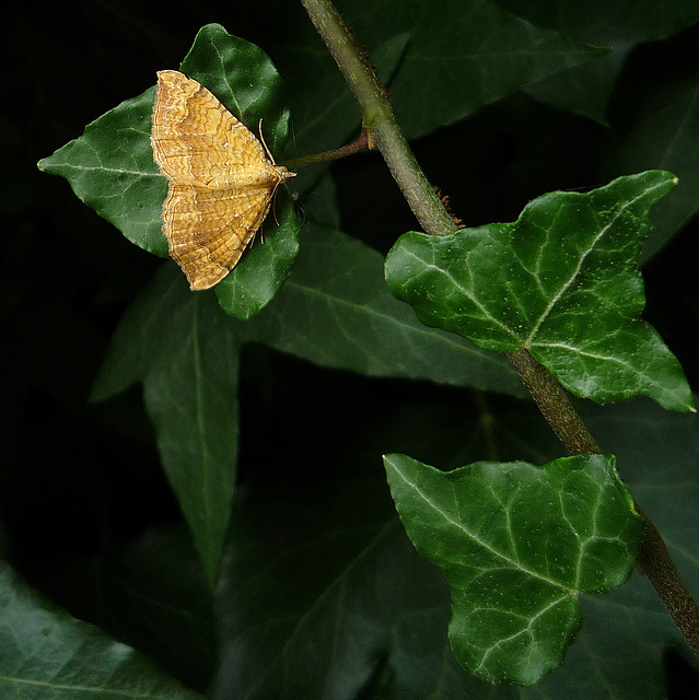 Yellow Shell