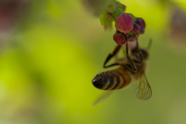 Bee Butt