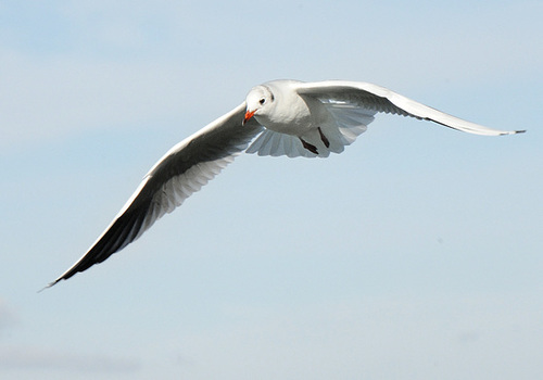 Mouette en observation...