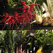Vegetables, Red Fire Farm