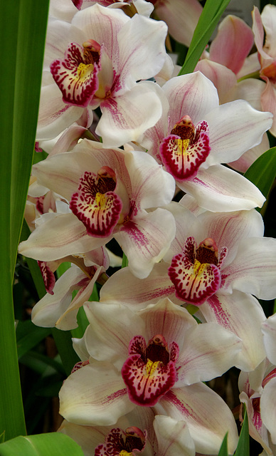 Cymbidium hybrid