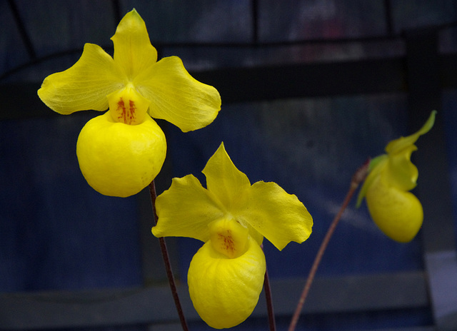 Paphiopedilum armeniacum