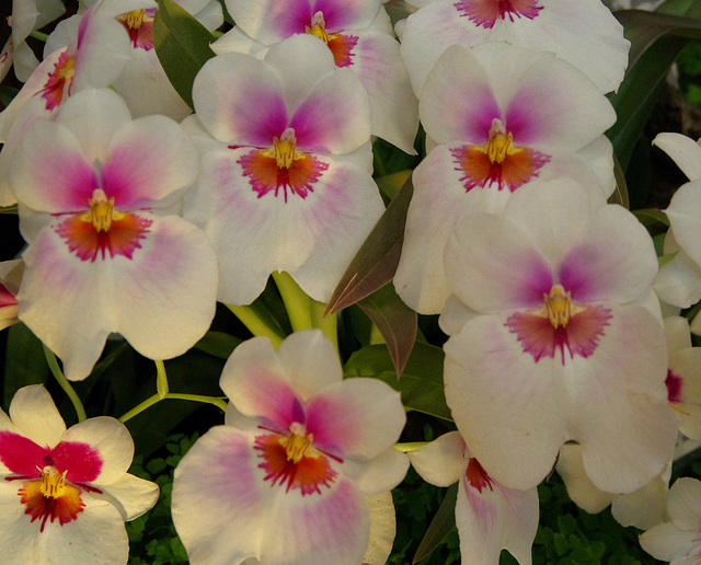 Miltoniopsis 'Hautlieu'