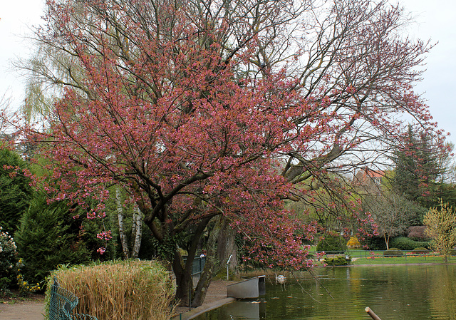 Prunus serrulata Kansan