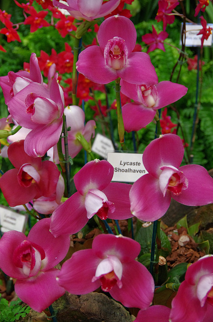 Lycaste 'Shoalhaven'