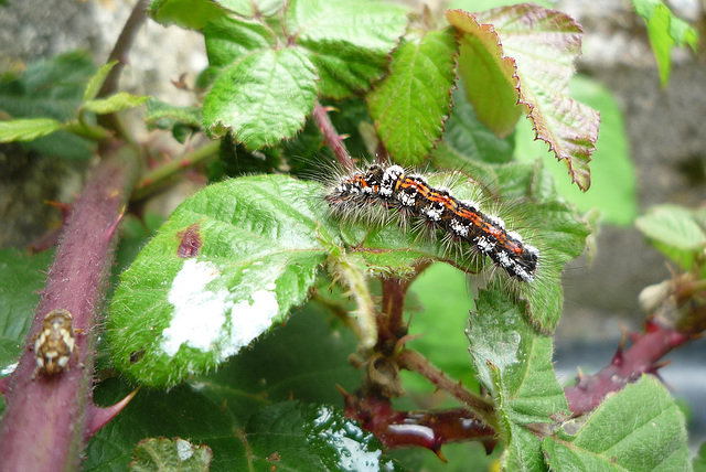 Frog-hopper and caterpillar