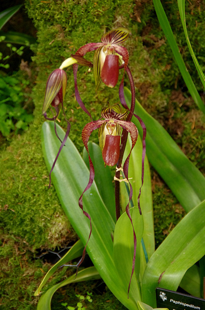 Paphiopedilum 'Paul Parks'