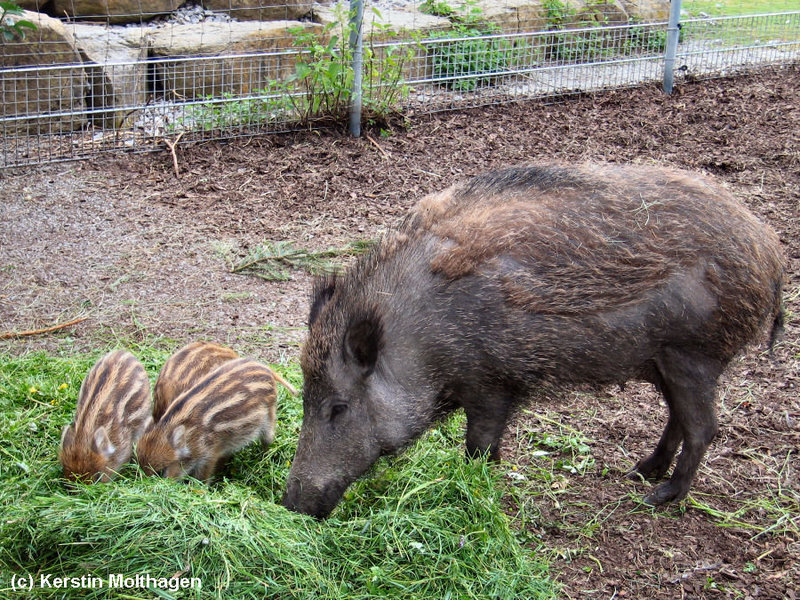 Wildschweine in der Wilhelma